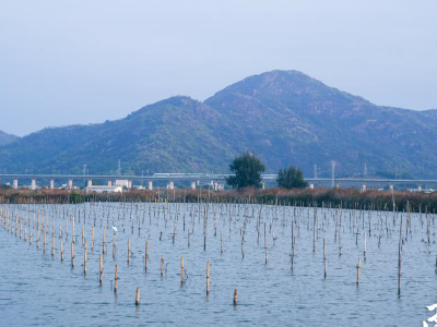 汕尾市委书记：擦亮“天下海鲜、汕尾领‘鲜’”品牌｜市委书记抓乡村振兴2025年度盘点