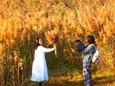 湛江冬日限定！市区芦苇荡的“金色浪漫”已上线……