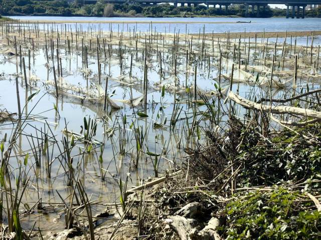 人工湿地植物搭配