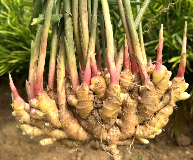 连山大肉姜产业年产值超亿元。  