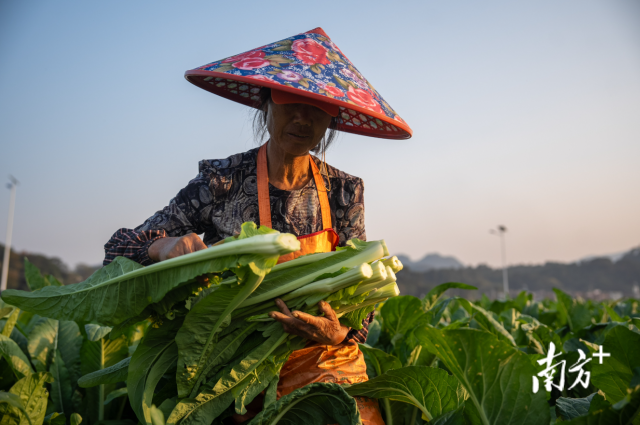 清远连州，正值菜心的采摘上市季节，菜农正在采摘菜心。南方+记者张令摄