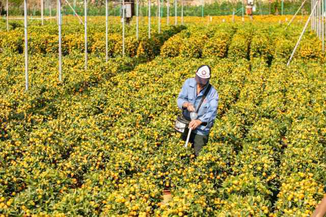 在佛山陈村，4000多亩“中国年桔”正蓄势待发，供应全球华人新春市场。