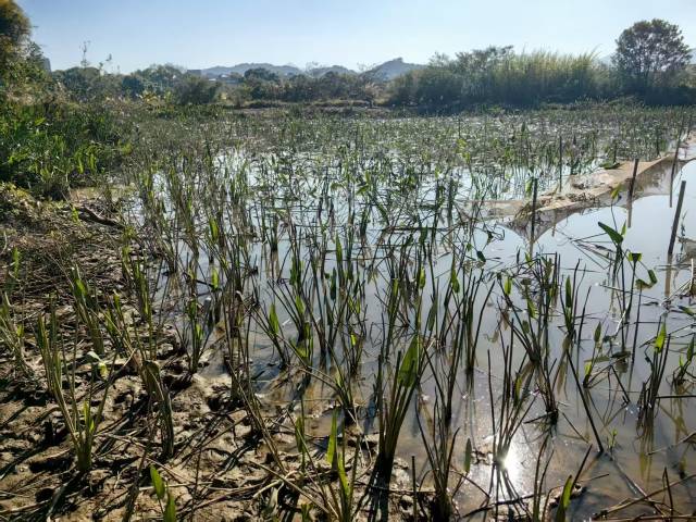 人工湿地植物搭配