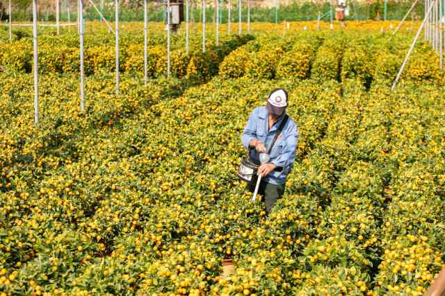 在佛山陈村，4000多亩“中国年桔”正蓄势待发，供应全球华人新春市场。