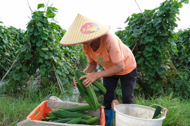 怀集丝瓜入选全国名特优新农产品名录。
