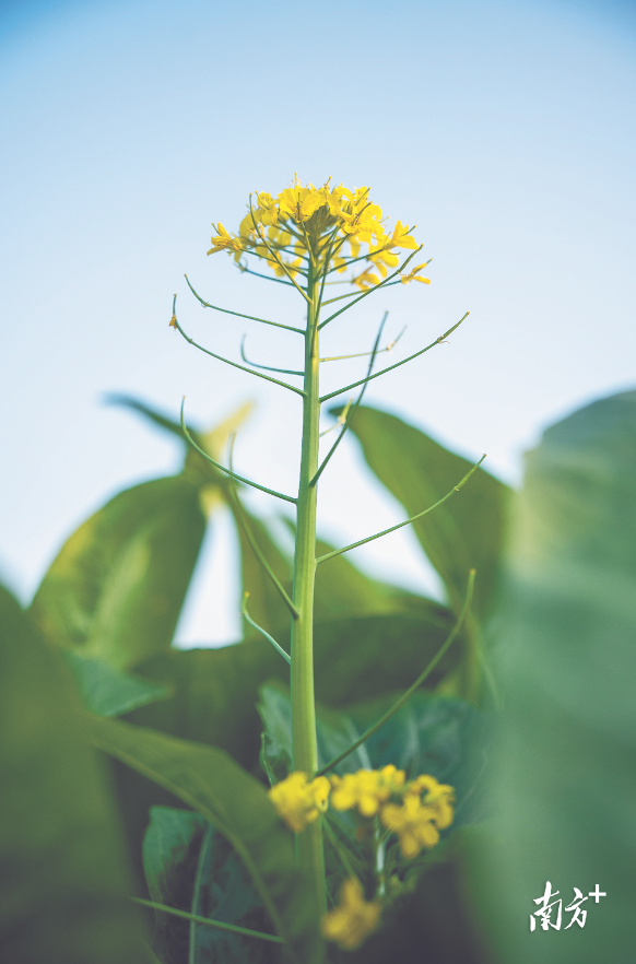 菜地里成熟的菜心。南方+记者 张令 摄