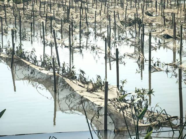 人工湿地植物搭配