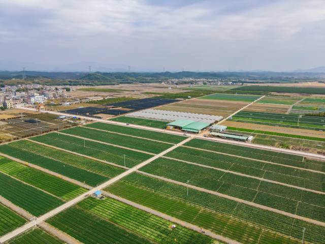肇庆全发农业发展有限公司的蔬菜基地。
