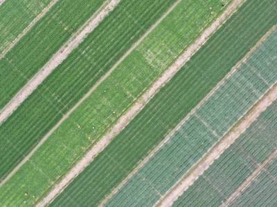 解码怀集：“岭南蔬菜之乡”的崛起密码