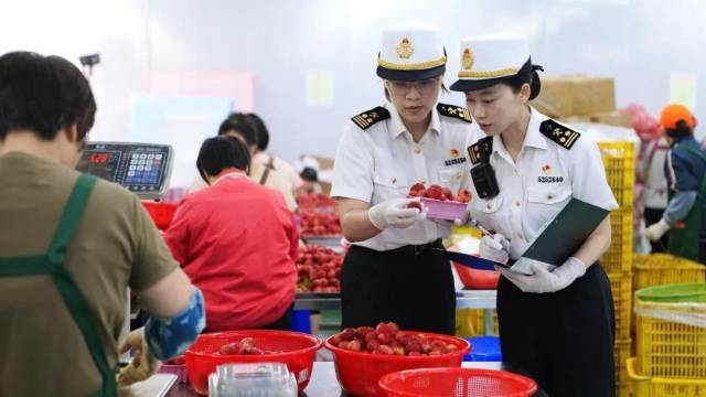 黄埔海关所属增城海关关员对出口荔枝开展现场监管。