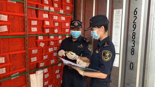 高州荔枝出口接受海关检查。