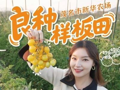 视频 | 茂名市新华农场 良种样板田