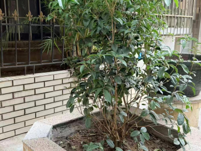 清理危树除隐患，黄花岗区庄社区为民解忧守护平安