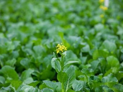 粤味珍品赴深之约！1月16日，连州菜心把粤北山水搬来深圳了