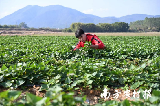 陆丰社村公司技术人员在田间查看甘薯长势。丰合