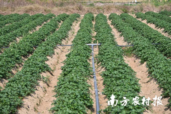 “社村”合作模式下，甘薯种植基地管理良好。