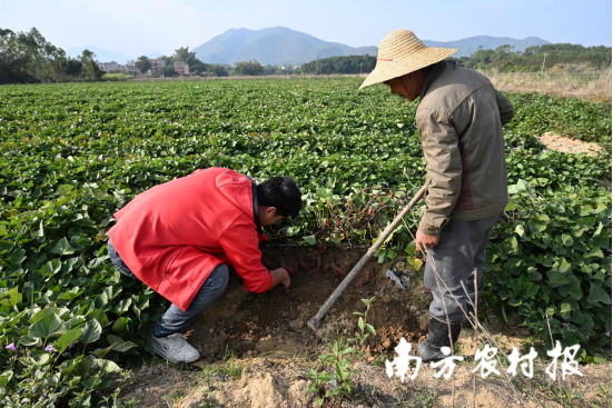陆丰社村公司技术人员定期到田头开展技术指导。