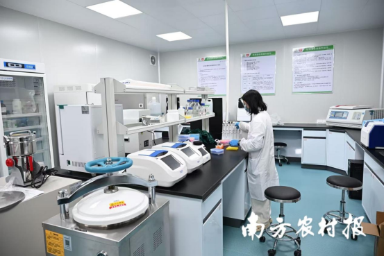 工作人员对脱毒种苗进行检测。  