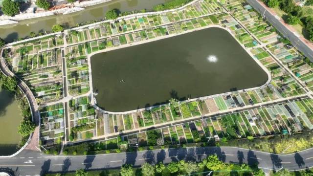 澳冲村美丽菜园示范点。图/佛山市新闻传媒中心