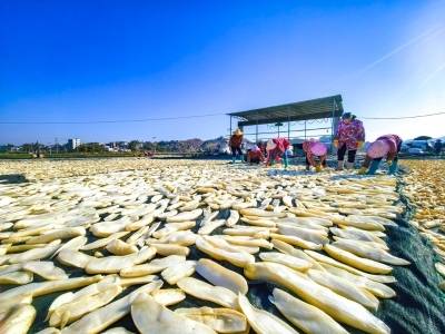 把萝卜“腌”成产业，用阳光“晒”出致富路｜五华梅林菜脯