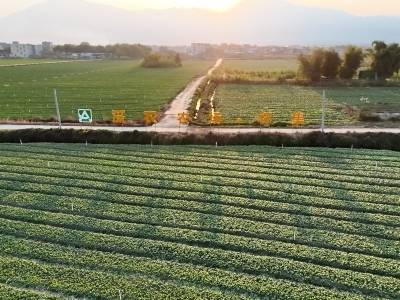 深农赋能绿脉延，怀集蔬香满湾区