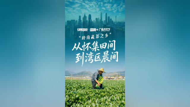 从怀集万亩菜园，到湾区餐桌，“岭南蔬菜之乡”将新鲜每日送达