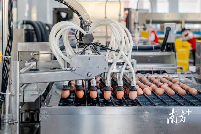 蛋品生产车间。受访者供图