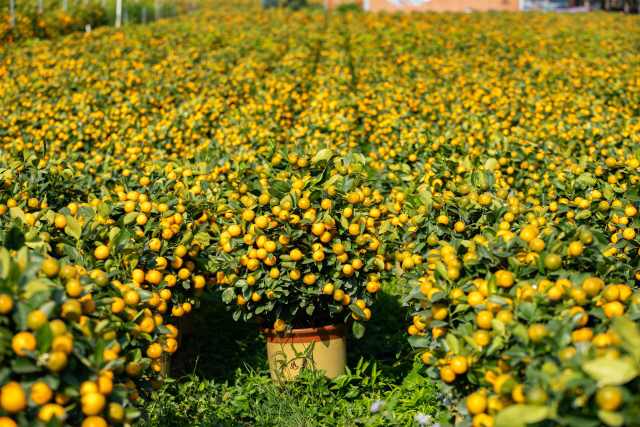 在佛山陈村，4000多亩“中国年桔”供应全球华人新春市场。