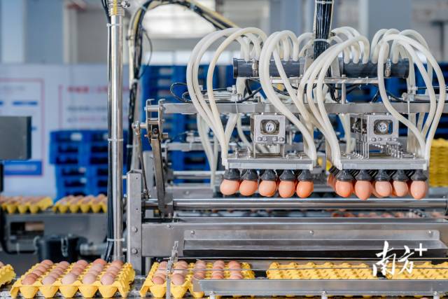 蛋品生产车间。受访者供图