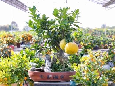 观察丨从广东农产品“行天下”看经济潜能释放