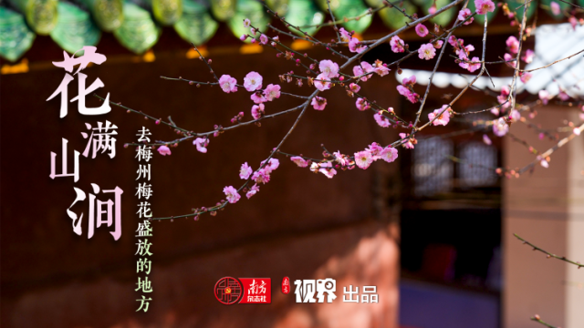 原来是“梅”州！此时花满山涧，温柔热烈