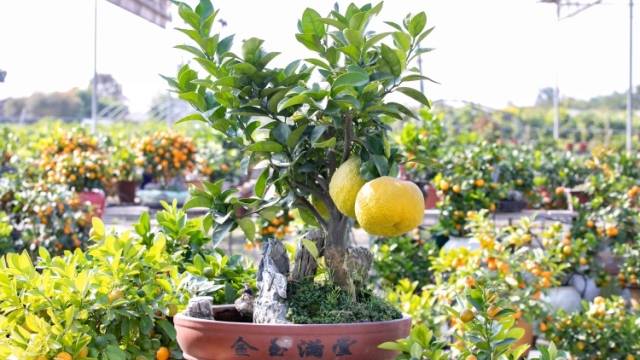 观察丨从广东农产品“行天下”看经济潜能释放