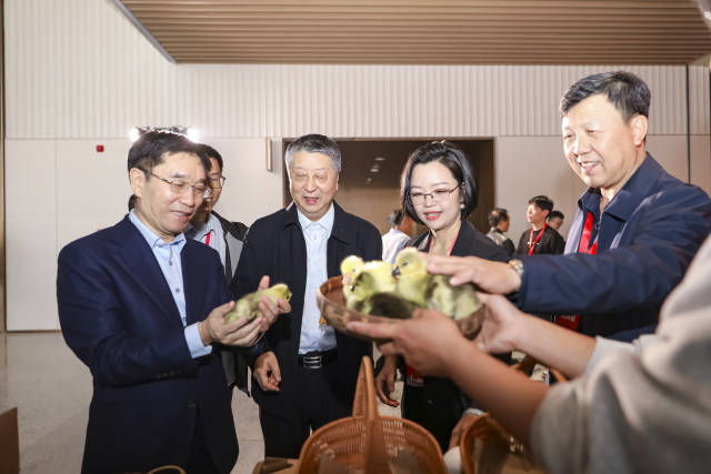 与会嘉宾、客商参观了解狮头鹅鹅苗。