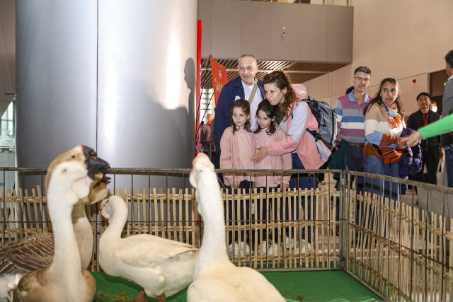 游客与狮头鹅互动。