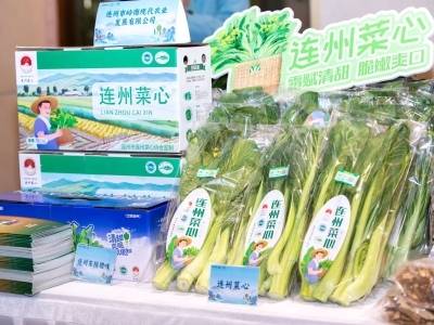 南农晨读 | 连州菜心 香飘鹏城