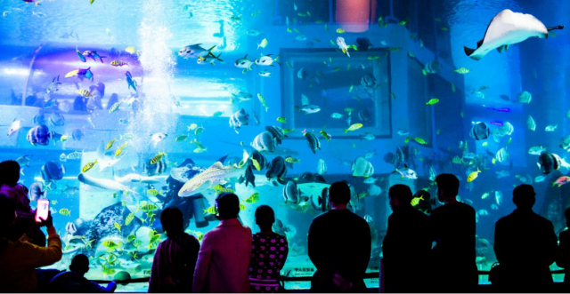 广州正佳海洋馆丰富的海洋物种吸引了大量游客。