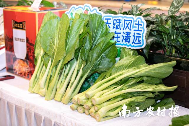 展示台上摆放着新鲜的深圳连州菜心，与 “天赋风土・自在清远”交相辉映，图集突出了连州菜心的产地优势。