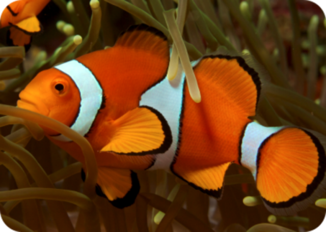 因《海底总动员》走红的小丑鱼。