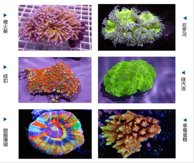 广州实现了300多种珊瑚的人工繁育和规模化培育。