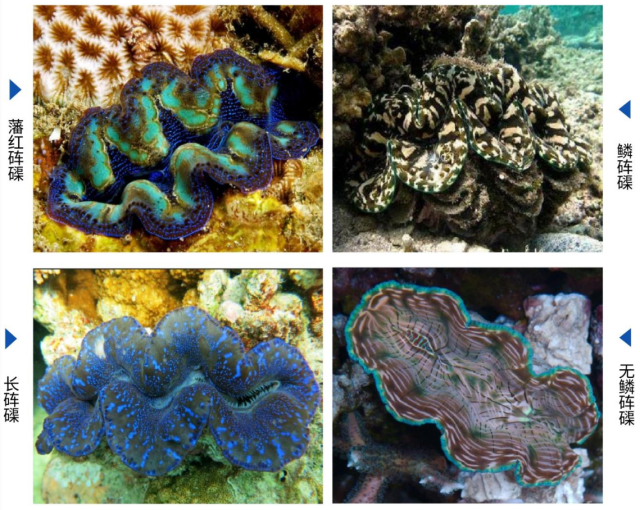 人工繁育的砗磲。