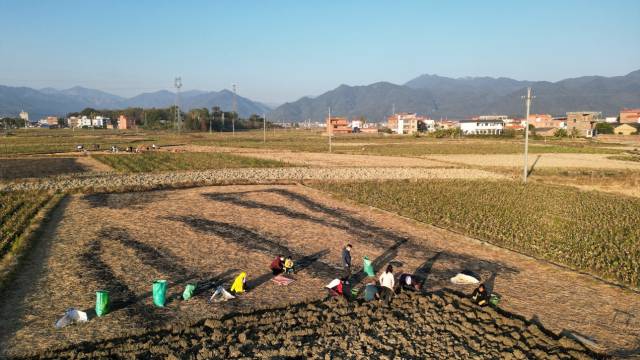 北乡马蹄是国家地理标志产品，冬日里挖马蹄成为北乡镇一道独特的风景线。