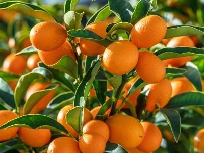 一盆中国年桔迎新春！四大品种亮点全解析