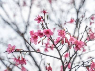 市政协常委邓方阁：建议将花粉致敏风险前置防控纳入城市治理体系｜2026广州两会