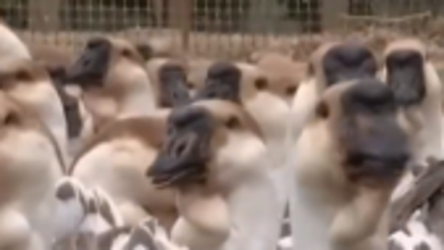 “世界鹅王”狮头鹅，何以产值百亿？|小影VLOG