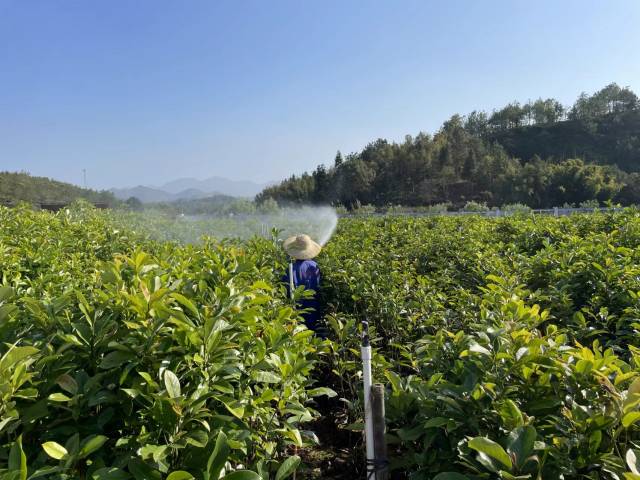 工人给苗木浇水 