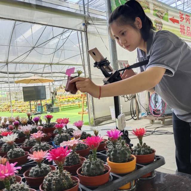 花卉企业工作人员拿起手机，随时进行直播带货。