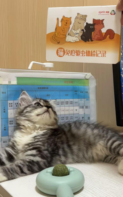 带宠物打疫苗已成宠物到家“第一步”