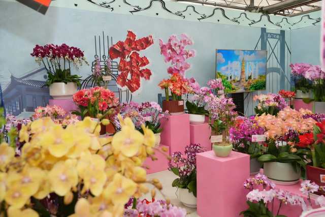 东莞朱顶红亮相2026北京家庭园艺嘉年华暨迎春年宵花展。