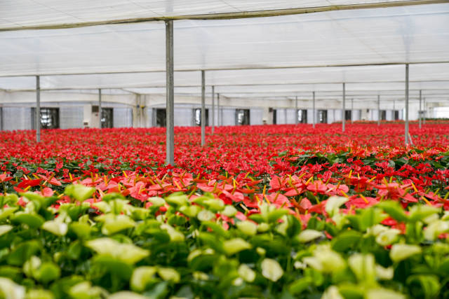 广州市从化区花卉国家现代农业产业园小盆栽生产基地。