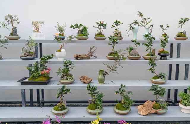 广州溪林园艺有限公司的微景观盆景作品。